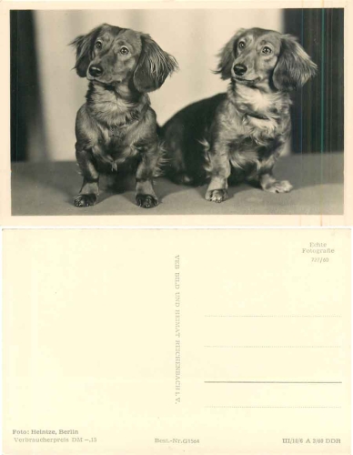 Dachshund * 1960