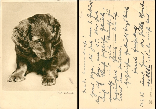 Dachshund 1933