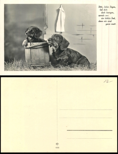 Dackel mit Welpen im Fass *ca.1940
