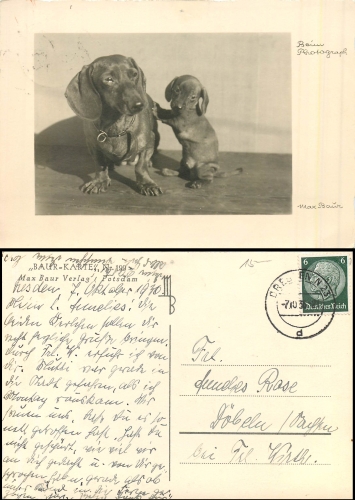 Dackel mit Welpe o 7.10.1936