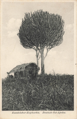 Kandelaber Euphorbie Deutsch Ostafrika * um 1910