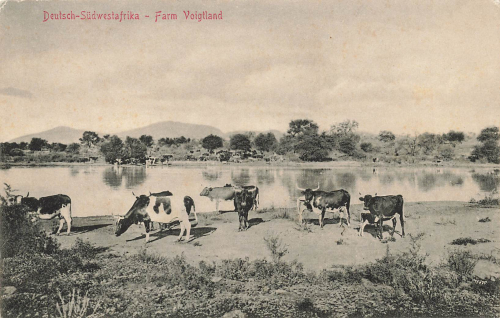 Farm Voigtland cows German South West Africa * around 1910