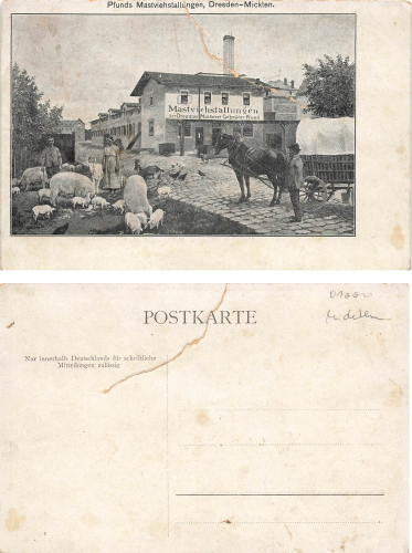 Mickten Dresden Pfunds Mastviehstallungen der Molkerei Gebrüder Pfund * um 1910