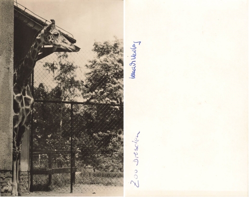 Dresden Zoo Giraffe House Hanich Photo * around 1960