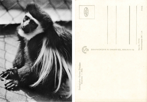 Dresden Zoological Garden Monkeys Gueraeza Monkey * 1970
