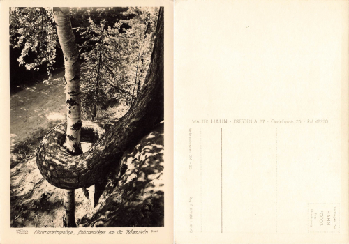 Elbsandsteingebirge Schlangenkiefer am Großen Bärenstein * 1962 ​​​​​​​Verlag Hahn-Foto8725