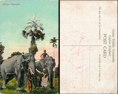 Elephants Ceylon * approx. 1920