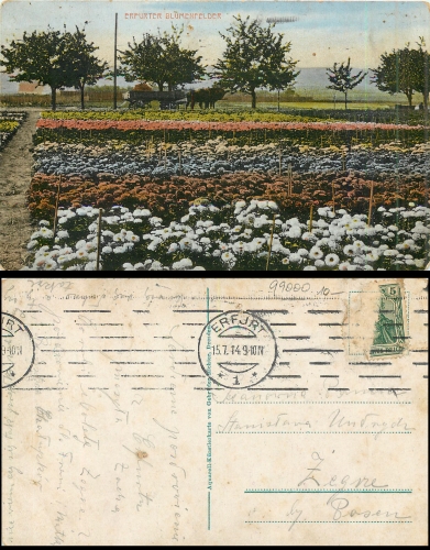 Erfurt Blumenfelder o 15.7.1914