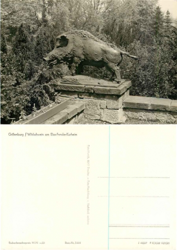 01737 Grillenburg Wild boar at Elsa-Fenske-Heim * 1982 Hanich1444