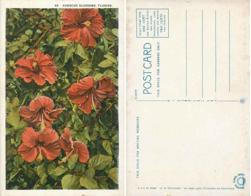 Hibiscus Blumen in Florida * ca. 1930