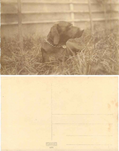Dog real photo AK around 1920