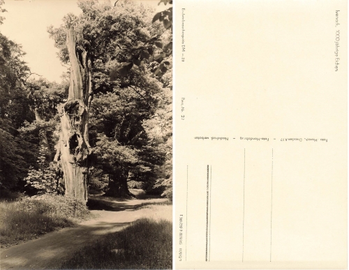17153 Ivenack 1000 year old oaks *1959