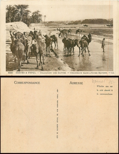 Camels at the Tränke (Arabia) * around 1920