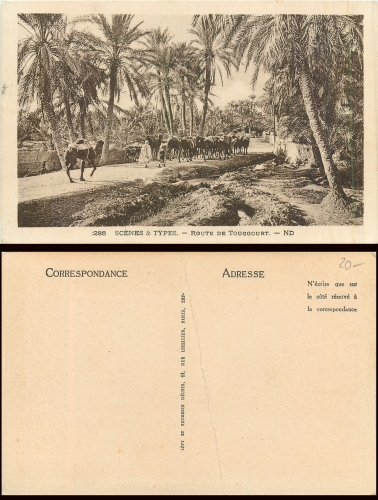 Camels in an oasis Route de Touggourt (Arabia) * around 1920