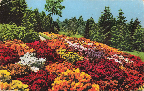 Kamenz Sachsen Hutberg Azaleen Anlage * um 1930