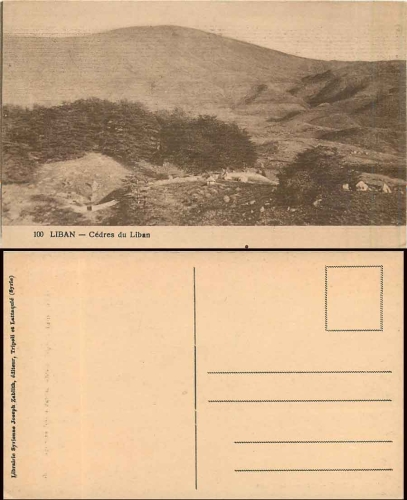 Cedars from Lebanon