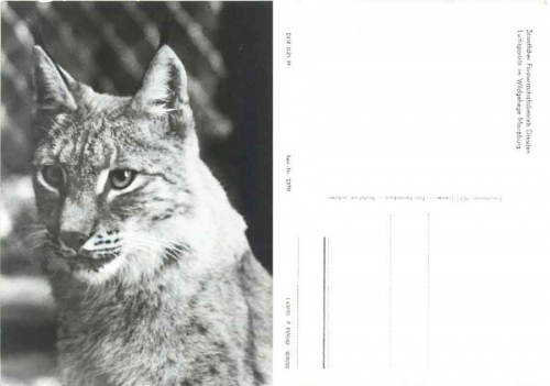 Lynx wildlife enclosure Moritzburg *1980 Hanich2370