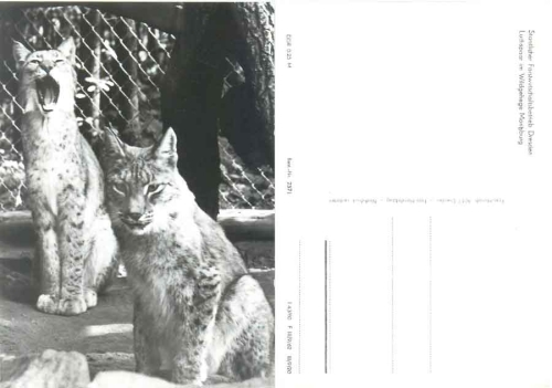 Pair of lynx Moritzburg game reserve *1983 Hanich2371
