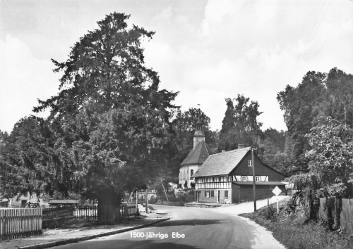 02797 Lückendorf Zittauer Gebirge 1500 Jährig Eibe * 1972