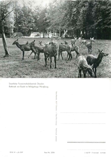 Red deer herd in the game reserve Moritzburg *1977