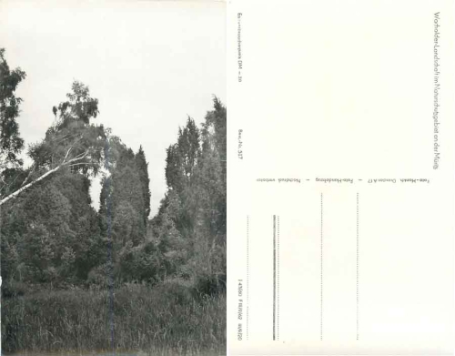 17248 Müritz Wacholderlandschaft im Naturschutzgebiet *1962 Hanich0517