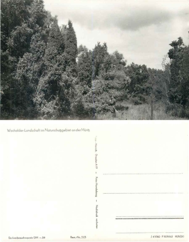 17248 Mueritz Juniper landscape in the nature reserve * 1960 Hanich0515
