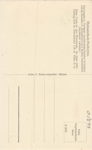 02699 Neschwitz Oberlausitz Kirchhofslinde * um 1920