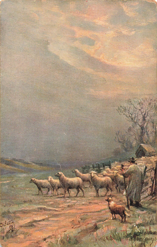 Schafherde Künstlerkarte Tucks Oilette * um 1910