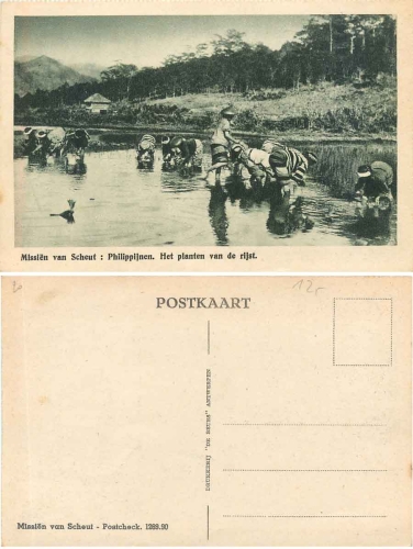 Philippines cultivation of rice Agriculture * ca. 1910