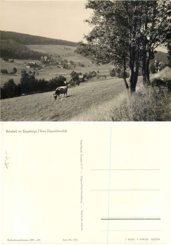 01773 Rehefeld Erzgebirge Kuh *1963 Hanich1515