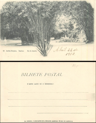 Rio de Janeiro Bambus Jardim Botanico gebr.22.04.1904