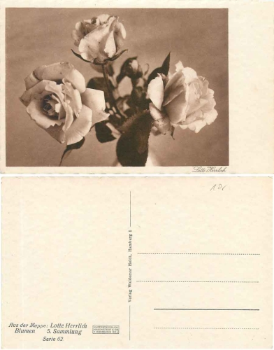 roses Lotte Herrlich 5. Collection Series 62* ca. 1930