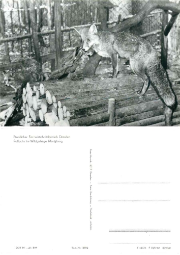 Red fox in the Moritzburg game reserve *1978 Hanich2352