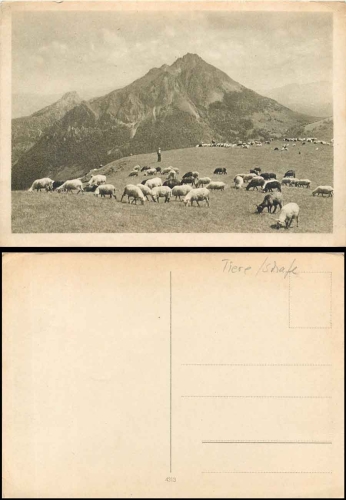 Sheep on a pasture * ca. 1930