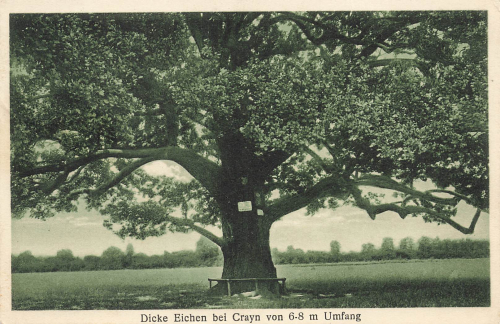 Crayn Dicke Eichen Schlesien Krajów o 1929