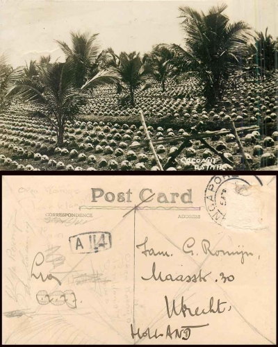 Singapore Coconut Estate Real Photo Card o circa 1930