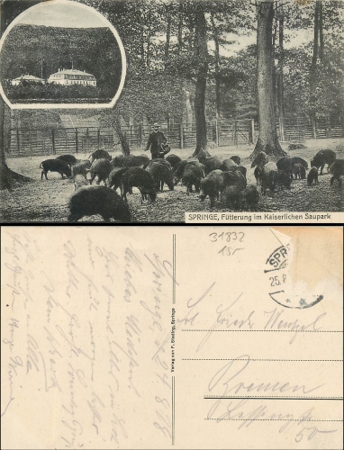 springe Wildschweine o ca.1928