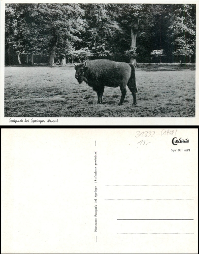 Springe Deister Wisent * 1940