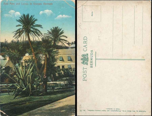 St. Goerges Bermuda Date Palm and Cactus  * ca. 1920