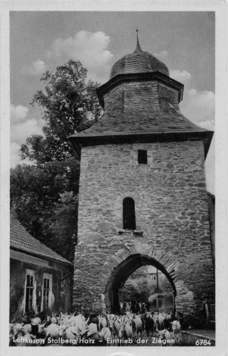 Stolberg Harz Eintrieb der Ziegen * 1954