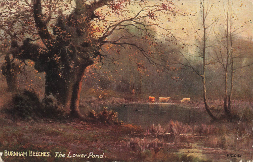 Burnham Beeches Künstlerkarte  Tucks Oilette o 1910