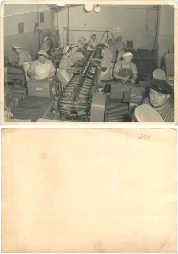 Industry, packaging of bottles, real photo * ca. 1950