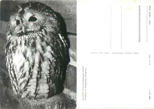 Tawny owl  wildlife enclosure Moritzburg *1983 Hanich2369