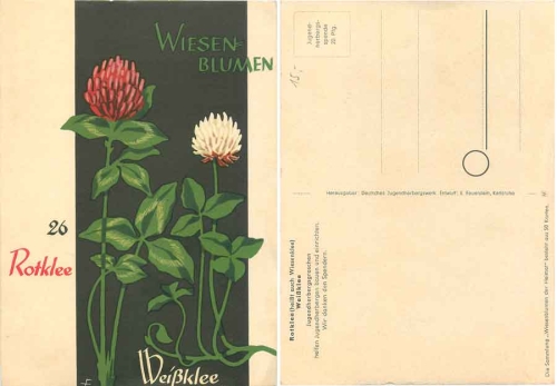 Meadow flowers 26 red clover white clover donation card youth hostel penny * approx. 1950