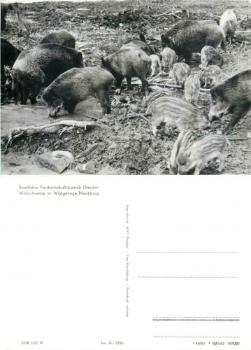 Wildschweine Wildgehege Moritzburg *1983 2356 Hanich Verlag Dresden Niedersedlitz