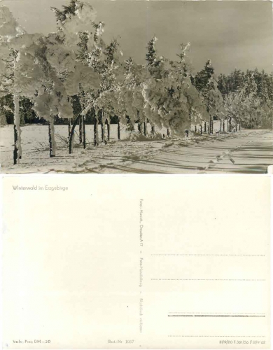 Winter forest in the Ore Mountains *1956 Hanich1037