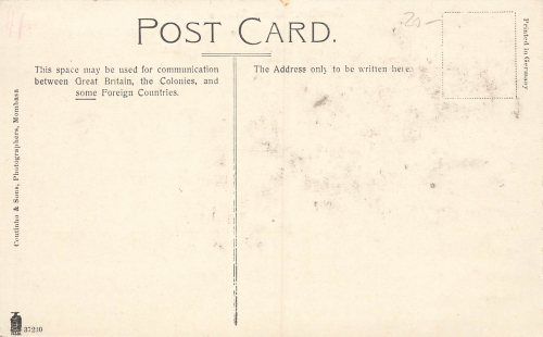 Zanzibar Clove Avenue * um 1910