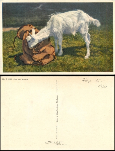 Goat with a backpack * around 1930