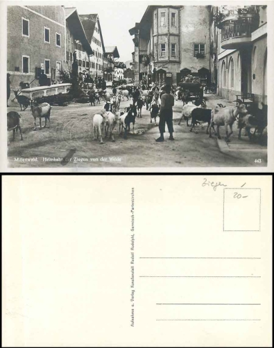 Ziegen, Heimkehr von der Weide, Mittenwald, * ca. 1930