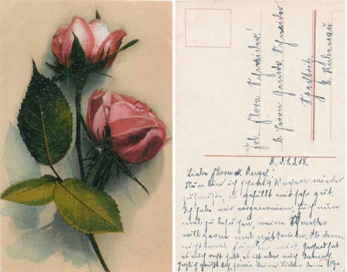 red roses 3/1/1918